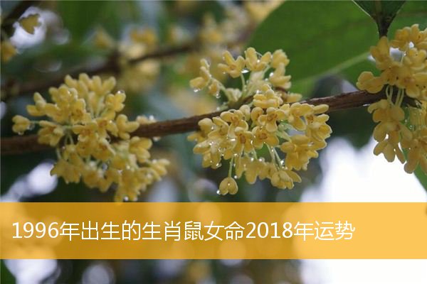 72年鼠人2019年运势每月详解_属鼠人2018年运势_2018年鼠人运势