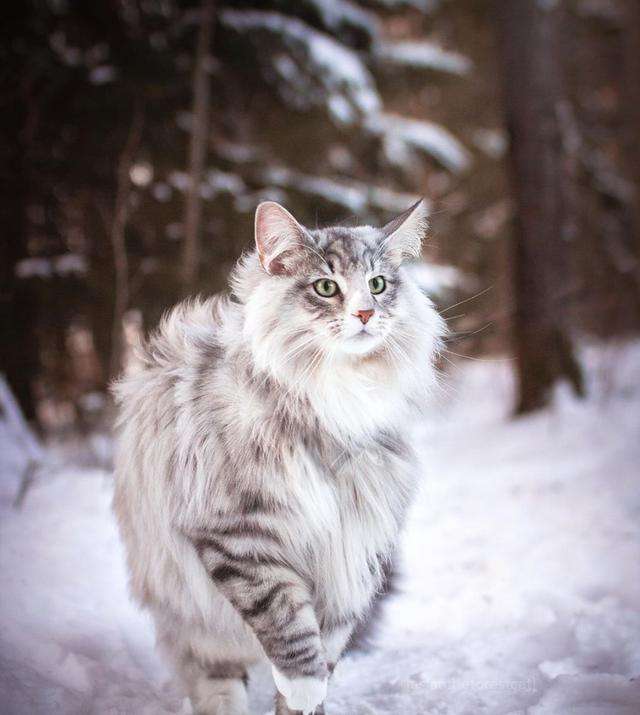 饲养它的你回头率一定拉满！挪威森林猫同列