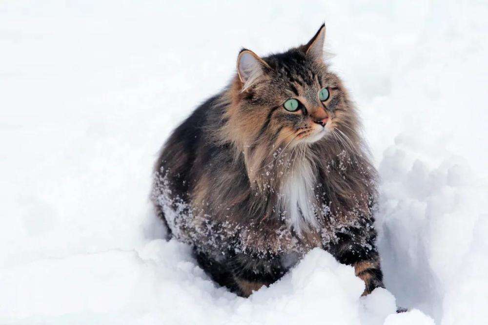 饲养它的你回头率一定拉满！挪威森林猫同列