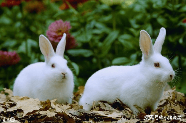 两个人总能去，日子自然比较甜蜜的生肖男！