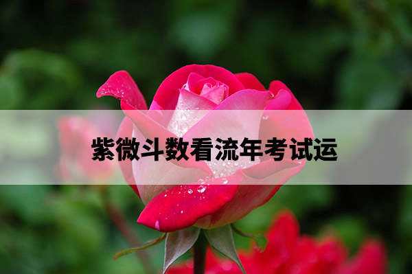 garden-rose-red-pink-56866.jpg