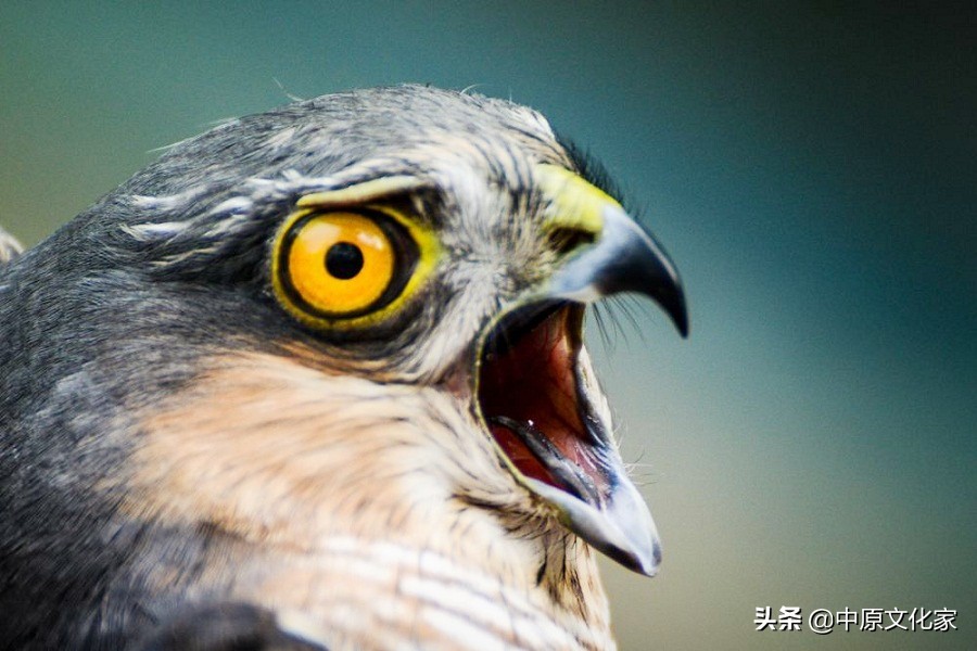 鹰勾鼻的男人是不是油嘴滑舌不负责任