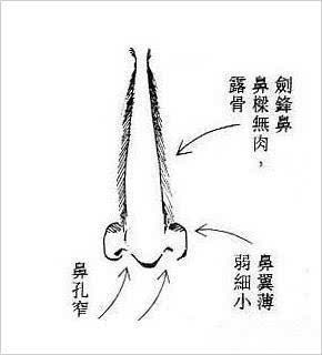 鼻子尖的面相到底好不好你知道面相是怎样的吗