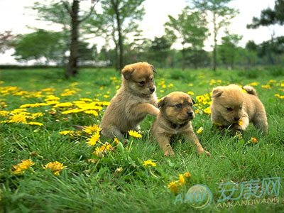 属狗什么时辰出生富贵（附十二生肖狗人出生最佳时辰）