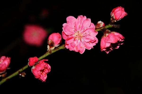 风水堂:五行中的桃花标记有哪些