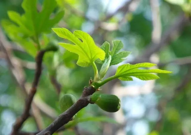 办公室绿植摆放风水的正确与否都将影响到上班一族