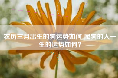 94年出生的29岁生肖狗2023年每月运势详解