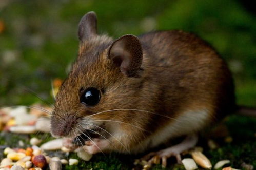 揭秘生肖鼠的宿命秘密：几月出生的鼠命最好最有福？