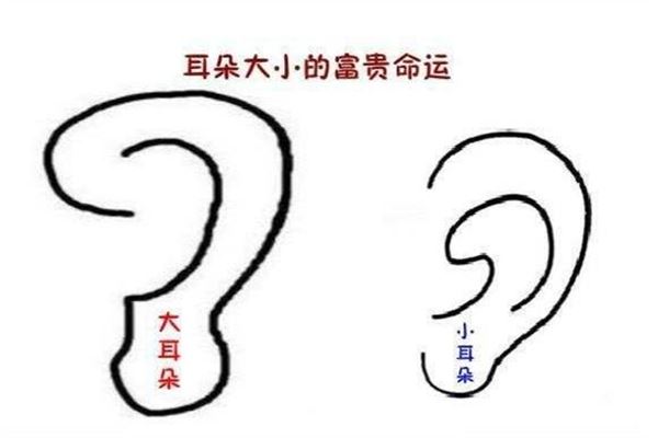 耳朵形态大代表肚量大能成就大事，不同耳朵形态代表不同运气与福气