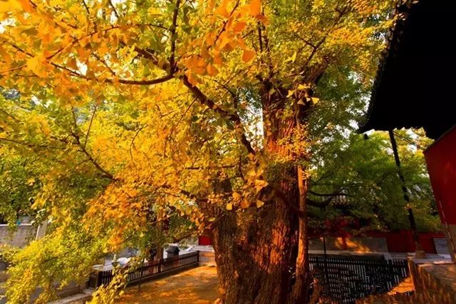 癸水生亥月八字案例_亥年亥月亥日亥时四亥_癸水生戌月案例